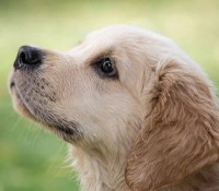 Ministerstvo se intenzivně zabývá podezřením na týrání psů v útulku Bouchalka, věc prověřují inspektoři Státní veterinární správy